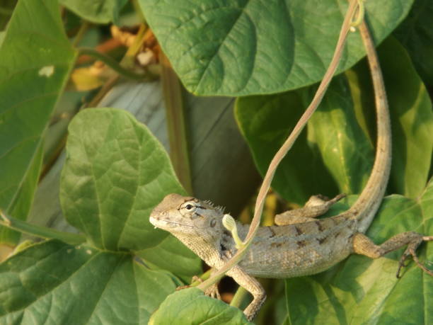 istock Sunbathing on the leaves 2152357917