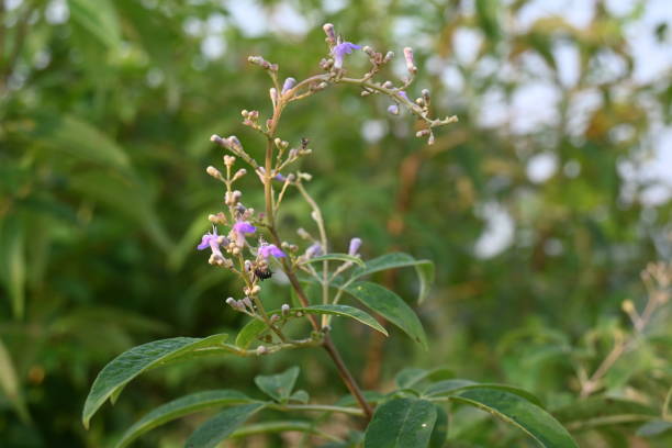 istock Vitex negundo plant flower. 2152359692