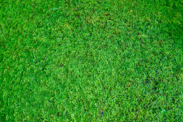 istock Spike Moss surface on the rocks in the Tropical Thai Moss Garden style, which is a simulation of a rainforest garden in the city for tourists to see the shady atmosphere like being in the forest. 2152361086