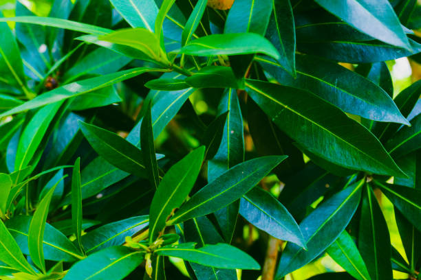 istock Laurel leaves in the rainforest 2152363994