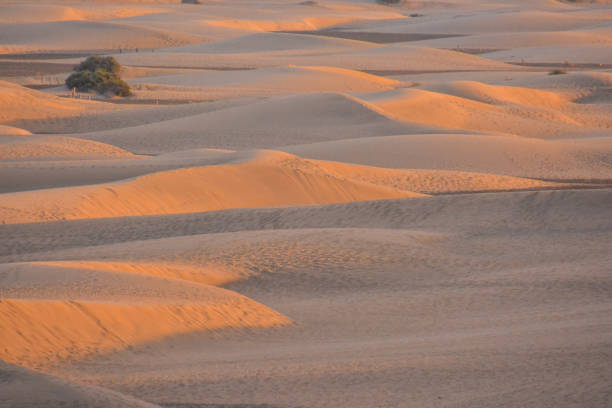 Desert with sand dunes in Maspalomas Gran Canaria Spain