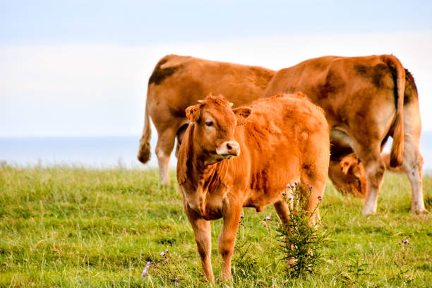 istock Curious french brown cow in a meadow 2152365390