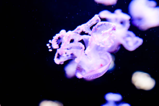 istock Jellyfish Dangerous Poisonous Medusa 2152365394