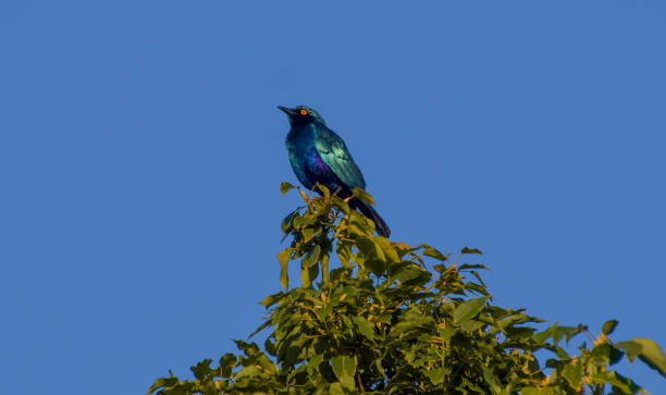 istock A lesser blue-eared glossy-starling in Africa 2152365526
