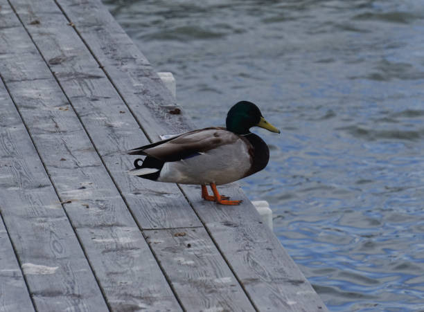 istock View of duck standing on a wooden pier 2152365896