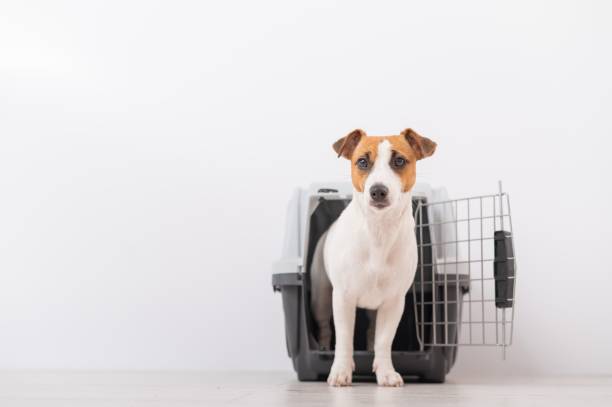 istock Dog jack russell terrier inside a travel carrier box for animals 2152366287