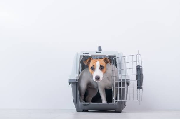 istock Obedient Jack Russell Terrier inside the box for safe transport 2152366324