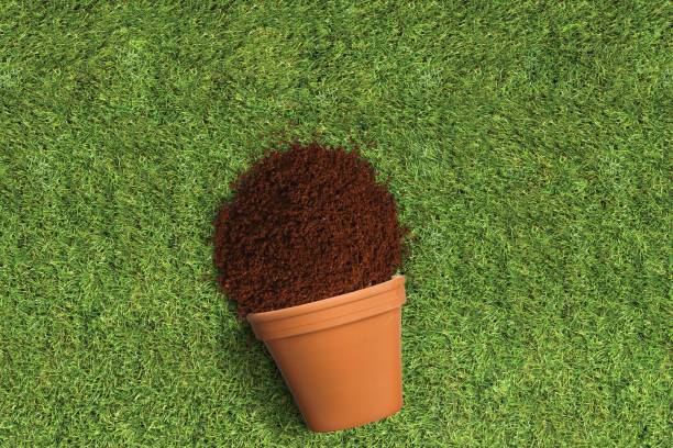 Plant pot on yellow background.