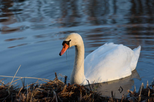 Elegant white swan floating peacefully on pond reflecting blue sky. Perfect for wildlife concept, freedom symbol, and romantic nature scene.