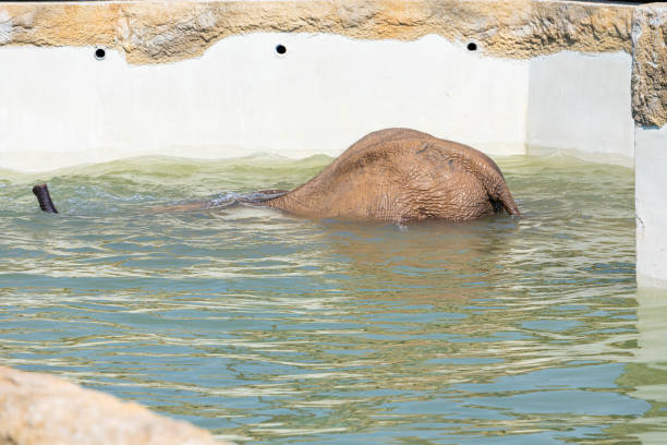 An African elephant almost entirely submerged in water, with just its back and part of its trunk visible above the surface