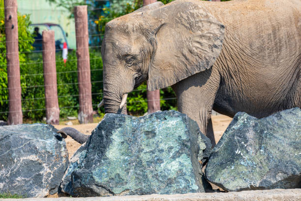 Detailed view of an African elephant interacting with large rocks, showcasing its textured skin and trunk, in a sunny safari environment