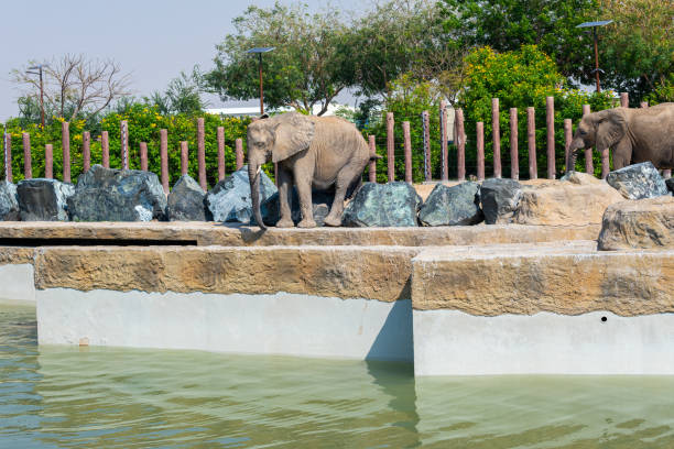 african elephant stretches for food