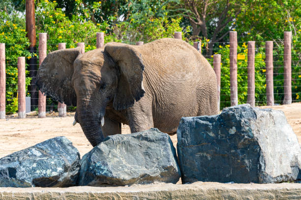 istock Close-Up of an Elephant in a Safari Setting 2152367528