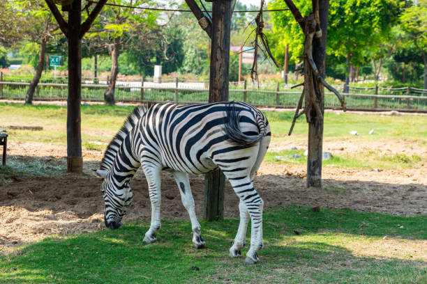 istock Zebra Grazing in Safari Park 2152367561