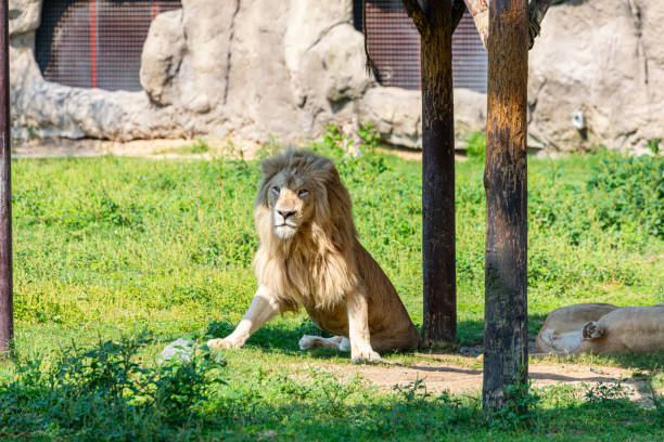 Portrait of a Lion.