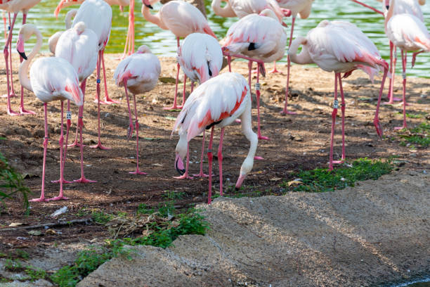 istock Flamingos Gathered by the Lakeside 2152367714