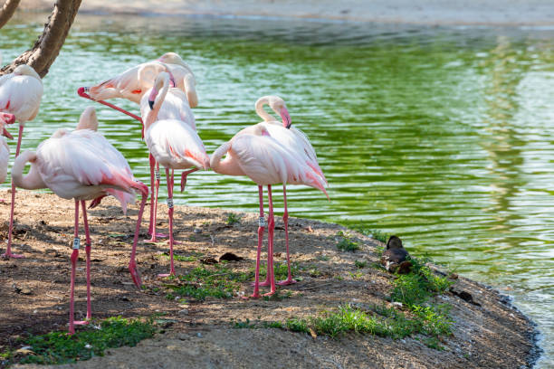 istock Flamingos Gathered by the Lakeside 2152367727