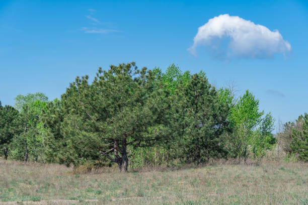 Mixed forest of coniferous and deciduous tree species. Plant grow of pine and poplar willow and herbaceous cover. Zone coniferous deciduous of temperate forests. Forest scape and wildlife landscape.