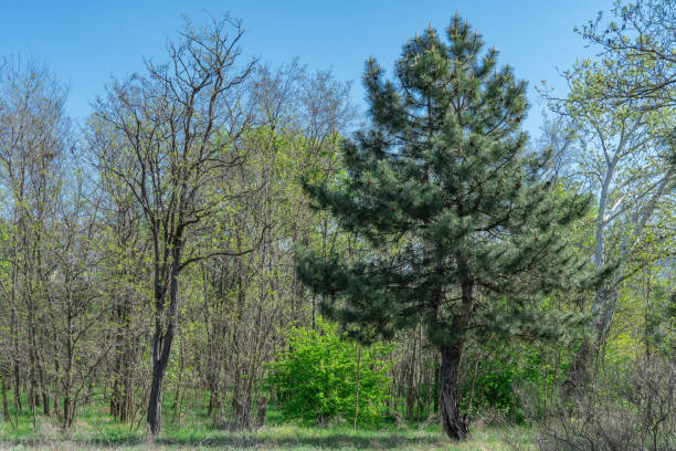 Mixed forest of coniferous and deciduous tree species. Plant grow of pine and poplar willow and herbaceous cover. Zone coniferous deciduous of temperate forests. Forest scape and wildlife landscape.