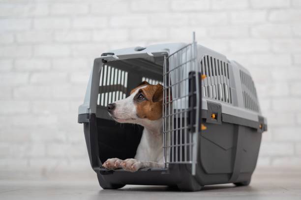 istock Obedient Jack Russell Terrier inside the box for safe transport 2152367820