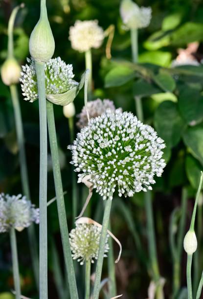 istock agricultural plants. onion flower photos. 2152367847
