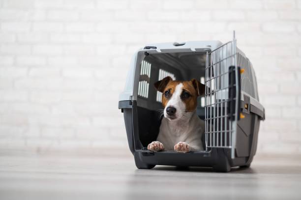 istock Dog jack russell terrier inside a travel carrier box for animals 2152368177