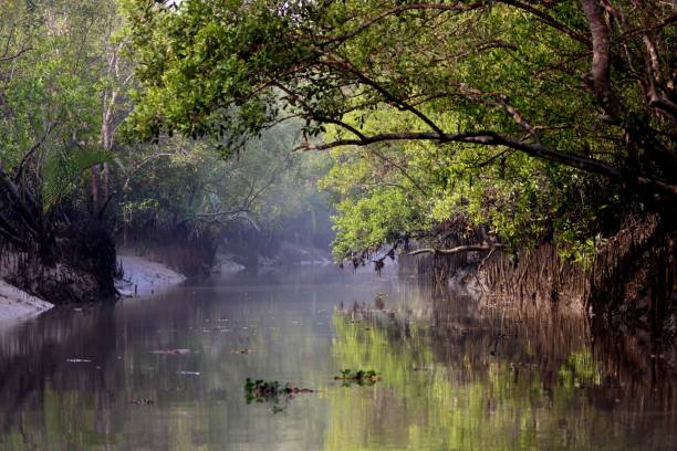 A canal in Sundarbans.