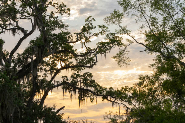 istock A scenic sunset view of Spanish Moss covered Live Oak Tree branches silhouetted against a warm twilight sky. 2152372965