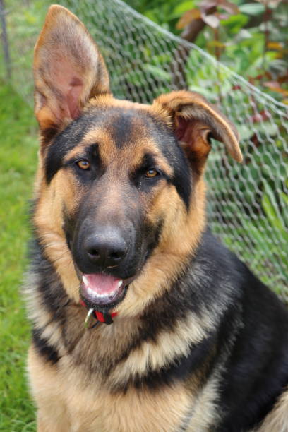 A happy dog resting and posing for a photo with its mouth open. Beautiful family pet outdoors.