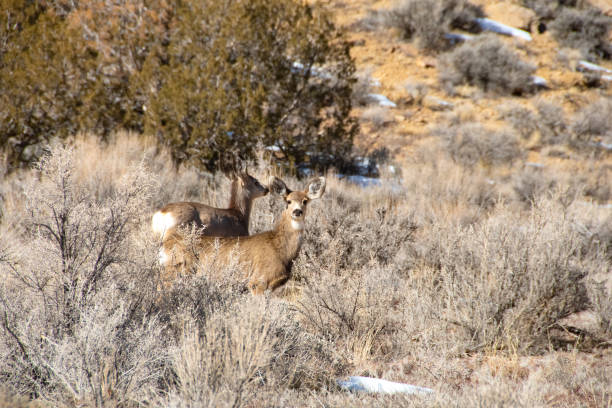 Two Mule Deer in the sagebrush at Theodore Roosevelt National Park.
