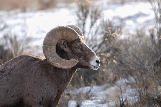 Profile of a Big Horn Sheep in winter at Yellowstone National Park.