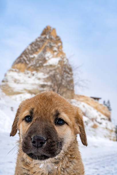 Puppy at Cappadocia in winter