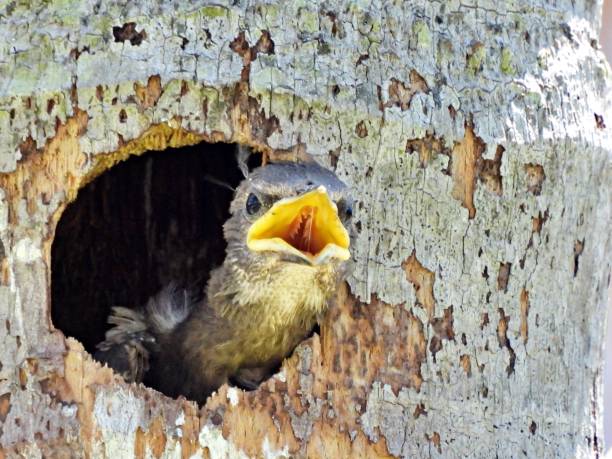 istock Common Starling (Sturnus vulgaris) also known as the European starling. 2152374726