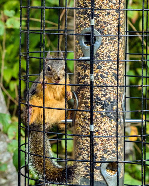 istock Cute squirrel sitting in a bird feeder 2152374811