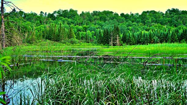 A morning sunrise on a green marsh