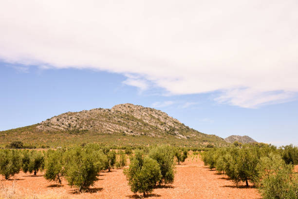 Female tourist walks through the olive groves outside the St. Paul de Mausole Asylum that van Gogh painted when he lived here after cutting off his ear,  St. Remy, Provence, France, Europe