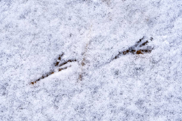 Pigeon footprints in the snow