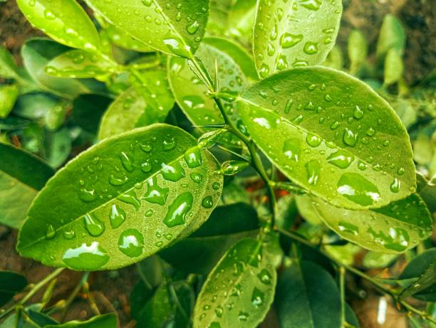 istock Yellow green lemon leaf with water droplets 2152376126