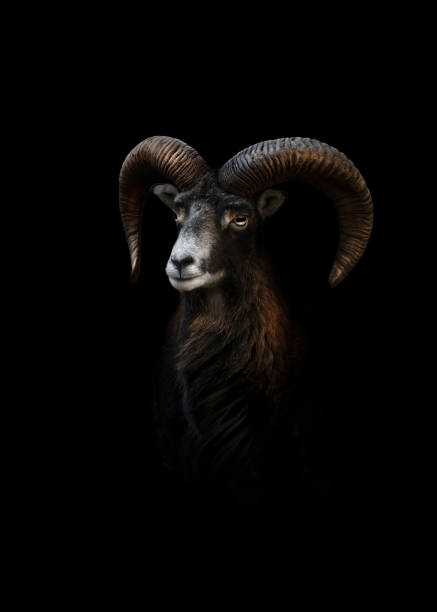 A low-key close-up portrait of a male mouflon (Ovis Gmelini), black background, minimalism, copy space, negative space