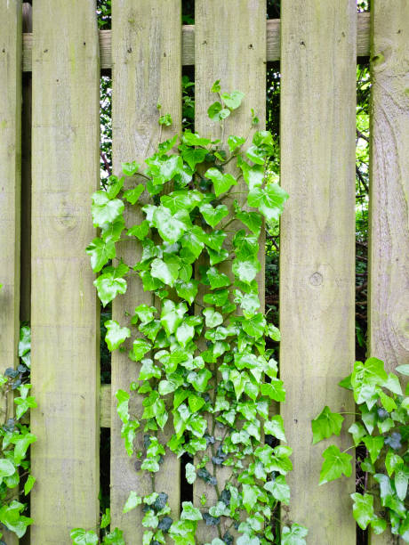istock Common Ivy (Hedera helix) on Wooden Slat Fence 2152380205