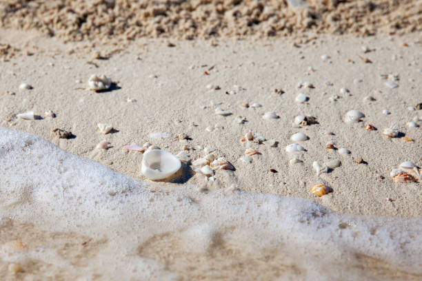 istock Seashells on sand on the beach 2152380369