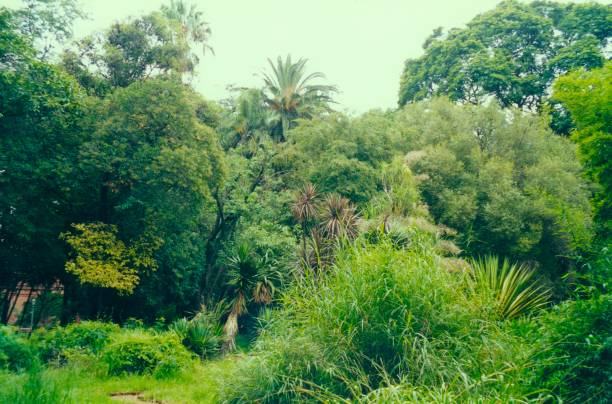 Lush vegetation in a botanical garden