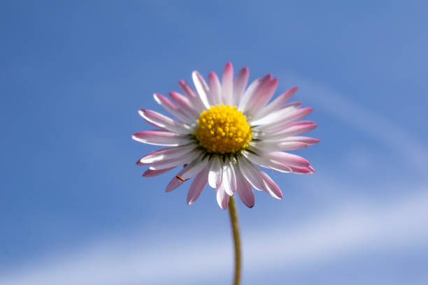 field daisy flower against the sky