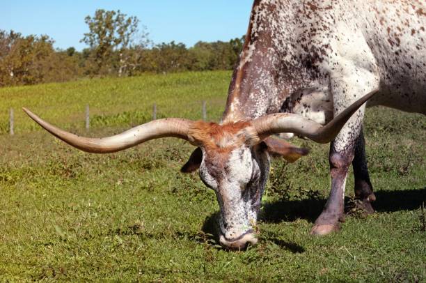 A Texas Longhorn cow just grazing and looking around against a blue sky