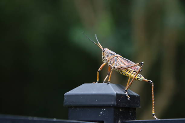 istock giant lubber grasshopper insect 2152383868