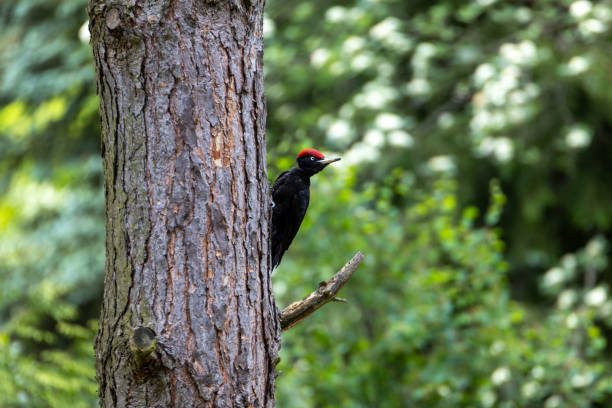 istock Black Woodpecker Dryocopus martius in a tree with its head turned backwards looking backwards 2152385045