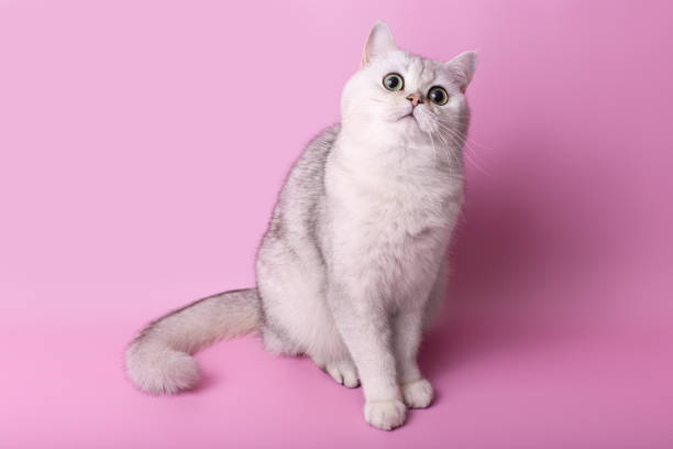 istock Surprised British white cat sitting isolated on pink background, looking away 2152385372