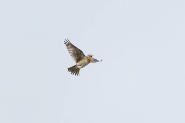 istock Eurasian skylark (Alauda arvensis) flying and singing in snowfall in spring. 2152385438