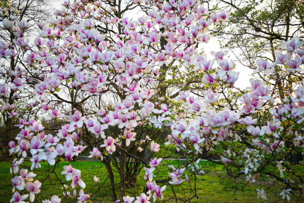 Captivating Spring Pink Magnolia Tree in Full Blossom, Symbolizing Hope, Joy, New Beginnings