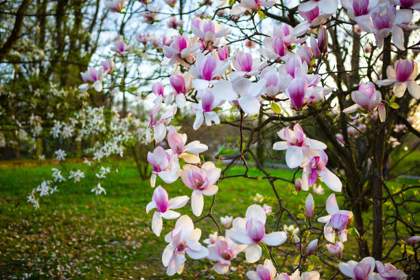 istock Pink Magnolia Blossoms in Full Bloom on Tree Branches with Green Background 2152386568